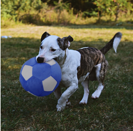 Puppy Plush Football Toys