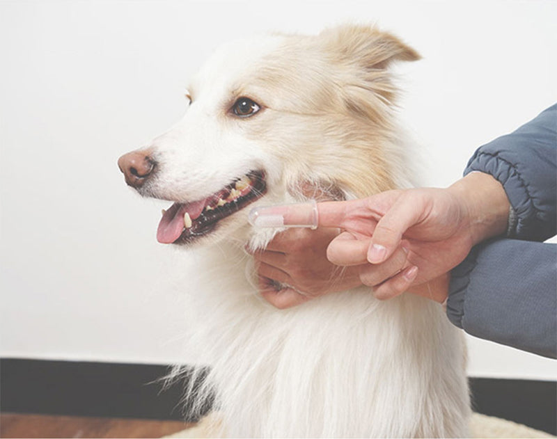Pet Toothbrush