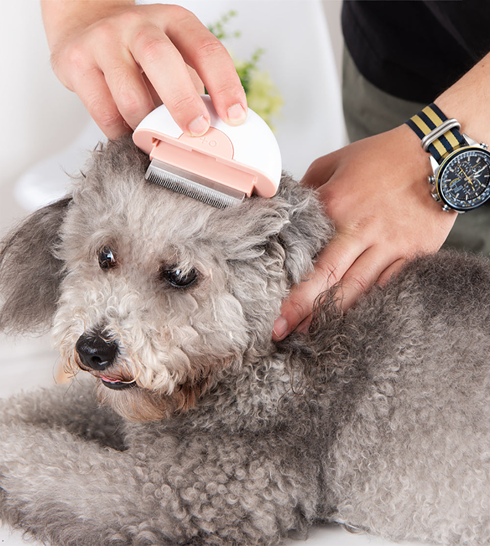 Cat & dog Hair Brush